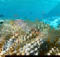 Coral Bay 3-Hour Turtle Ecotour