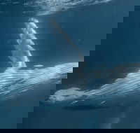 Humpback Whale Safari