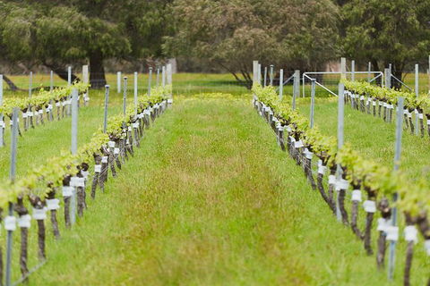 Organic Vineyard/Farm Tour - Holiday Great Ocean Road 4