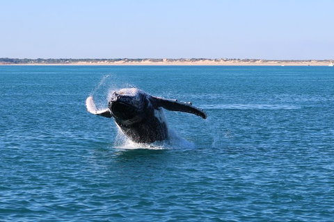 AOC Broome Whale Watching - Holiday Great Ocean Road 3