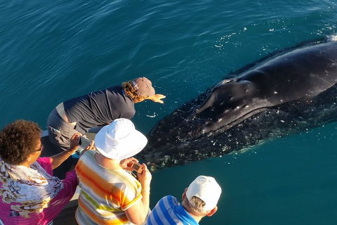 AOC Broome Whale Watching - Holiday Great Ocean Road 0