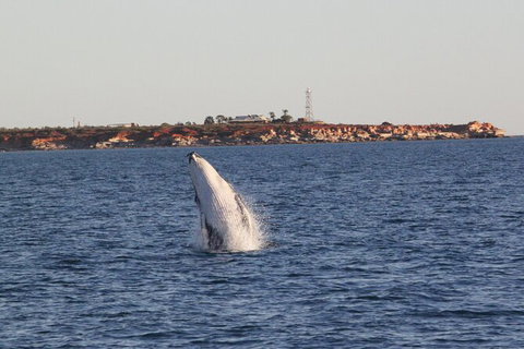 AOC Broome Whale Watching - Holiday Great Ocean Road 2