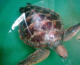 Australian Seabird Rescue - Holiday Great Ocean Road 0