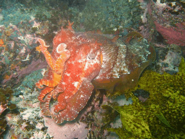 Jervis Bay Dive Charters - Holiday Great Ocean Road