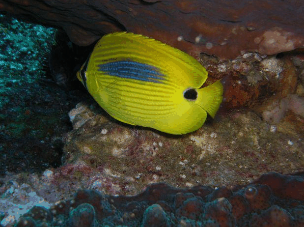 Jervis Bay Dive Charters - Holiday Great Ocean Road 1