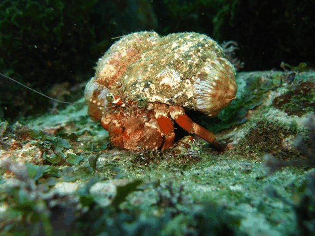 Jervis Bay Dive Charters - Holiday Great Ocean Road 2