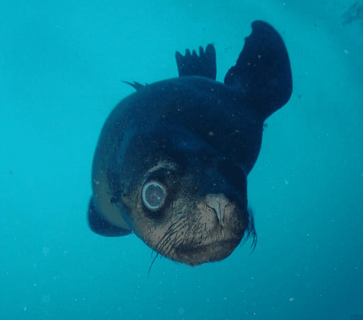 Jervis Bay Dive Charters - Holiday Great Ocean Road 3