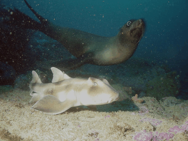 Jervis Bay Dive Charters - Holiday Great Ocean Road 4