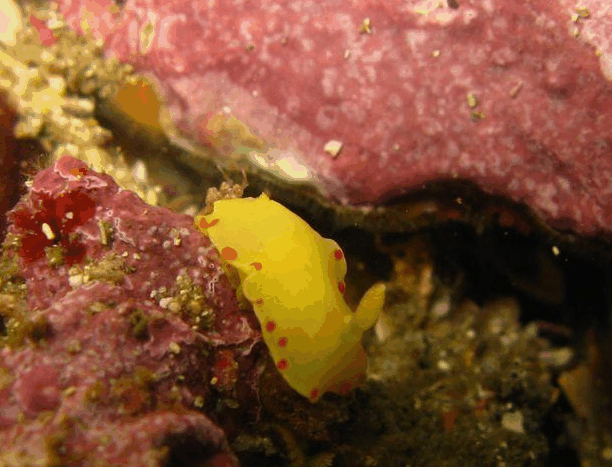 Jervis Bay Dive Charters - Holiday Great Ocean Road 5