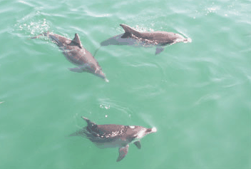 Dolphin Watch Cruises - Holiday Great Ocean Road 1