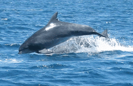Dolphin Watch Cruises - Holiday Great Ocean Road 3