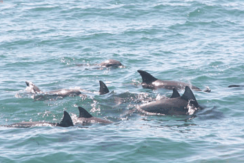 Dolphin Watch Cruises - Holiday Great Ocean Road 4