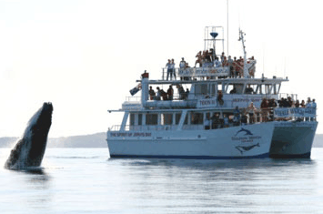 Dolphin Watch Cruises - Holiday Great Ocean Road 6
