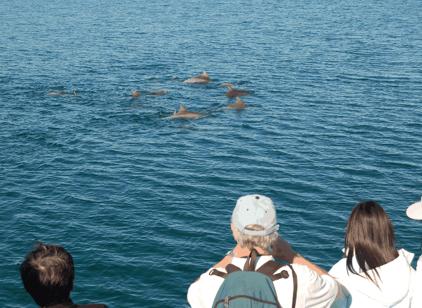 Dolphin Wild Cruises - Holiday Great Ocean Road 3