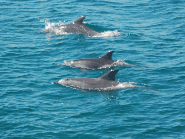 Dolphin Wild Cruises - Holiday Great Ocean Road 5