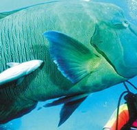 Aristocat Snorkel and Scuba Port Douglas - Holiday Great Ocean Road