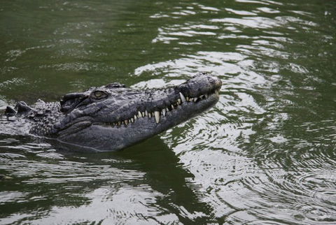 Daintree River Cruise Centre - Holiday Great Ocean Road 1