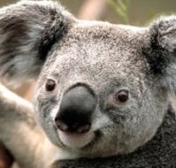 Wildlife Habitat - Holiday Great Ocean Road