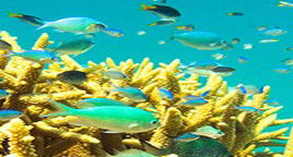 Reef Jet Cruises - Holiday Great Ocean Road 4