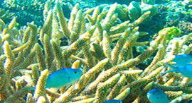 Reef Jet Cruises - Holiday Great Ocean Road 5