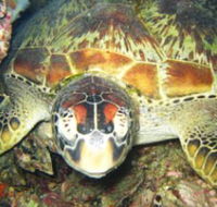 Adrenalin Snorkel and Dive - Holiday Great Ocean Road