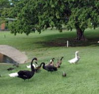Anzac Park and Ululah Lagoon - Holiday Great Ocean Road