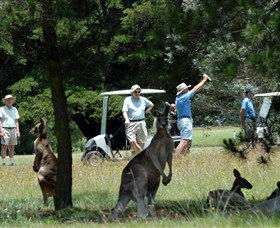 Glen Innes Golf Club - Holiday Great Ocean Road 0