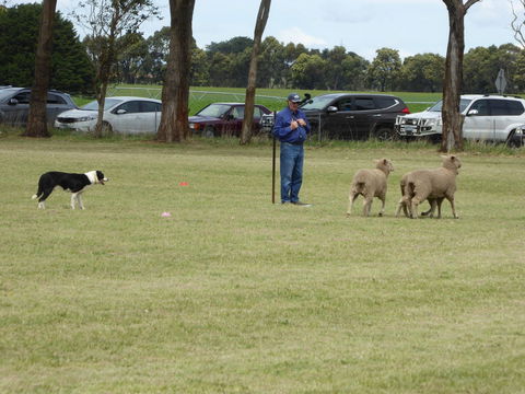 Dean Sheepdog Trials - Old Sniff Classic - Holiday Great Ocean Road 0