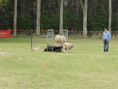 Dean Sheepdog Trials - Old Sniff Classic - Holiday Great Ocean Road 2