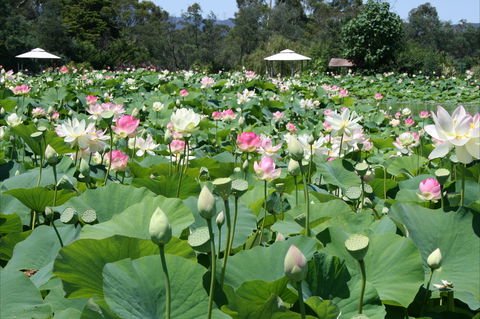 Lotus Flower Season - Holiday Great Ocean Road 0