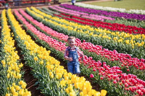 Tesselaar Tulip Festival - Holiday Great Ocean Road 0
