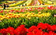 Tesselaar Tulip Festival - thumb 2