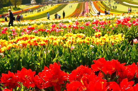 Tesselaar Tulip Festival - Holiday Great Ocean Road 2
