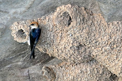 2020 Katherine Bird Festival - Holiday Great Ocean Road 0