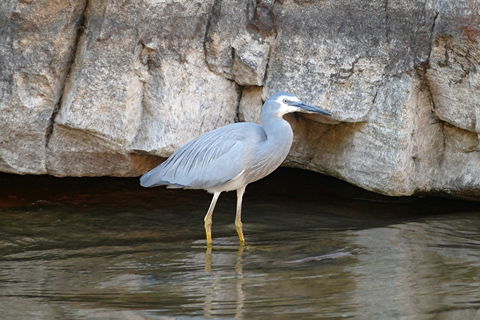 2020 Katherine Bird Festival - Holiday Great Ocean Road 1