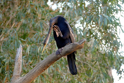 2020 Katherine Bird Festival - Holiday Great Ocean Road 2