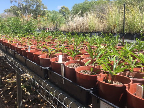 Conservation Volunteers Australia Townsville - Ocean View Nursery - Holiday Great Ocean Road 2