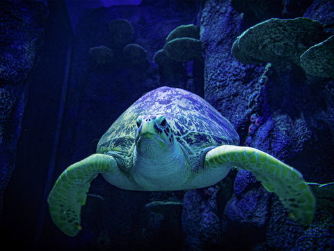 Sydney's Aquarium - Holiday Great Ocean Road 0