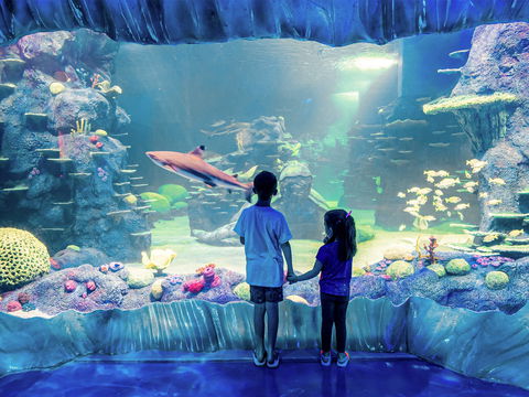 Sydney's Aquarium - Holiday Great Ocean Road 1