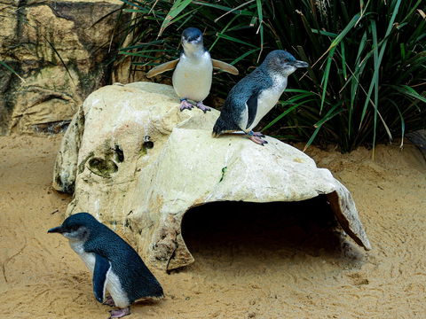 Sydney's Aquarium - Holiday Great Ocean Road 2