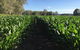 Walnut Tree Cottages - thumb 1