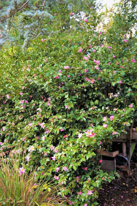 Adelaide Hills Camellia Cottage WiFi - Holiday Great Ocean Road 3