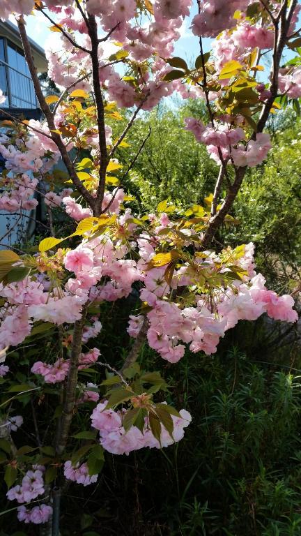 Beezneez B & B - Holiday Great Ocean Road 5