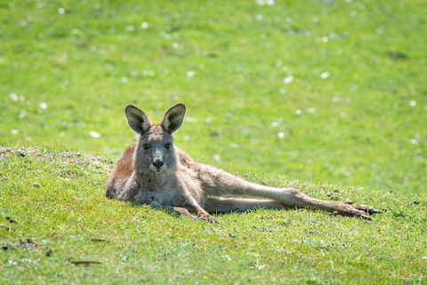 Halls Gap Motel - Holiday Great Ocean Road 5
