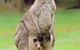 Halls Gap Lakeside Tourist Park - thumb 1
