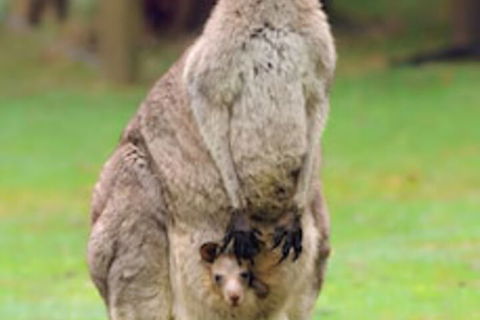 Halls Gap Lakeside Tourist Park - Holiday Great Ocean Road 1