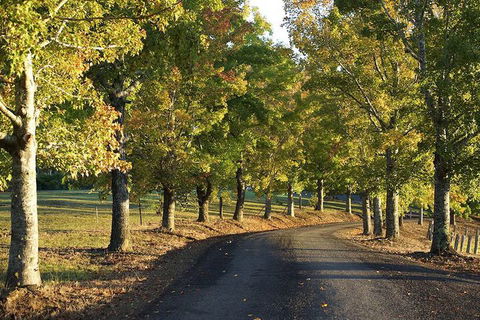 Clarendon Forest Retreat - Holiday Great Ocean Road 2