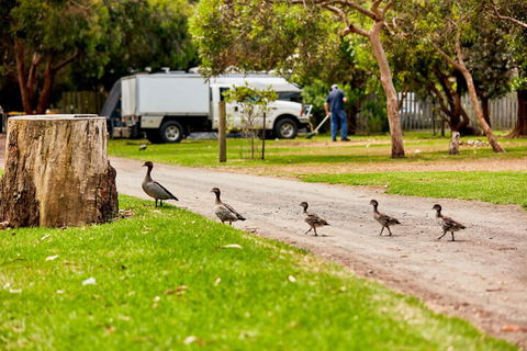 Kennett River Family Caravan Park - Holiday Great Ocean Road 5
