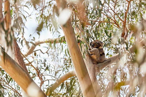 Kennett River Family Caravan Park - Holiday Great Ocean Road 6