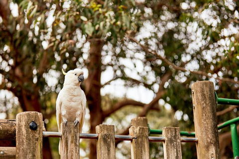 Kennett River Family Caravan Park - Holiday Great Ocean Road 7